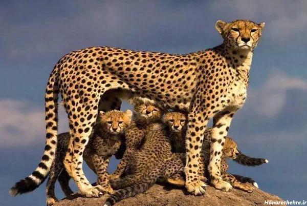  عکس حیوانات واقعی