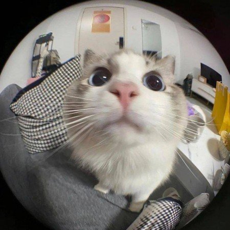  عکس حیوانات زیبا و بامزه