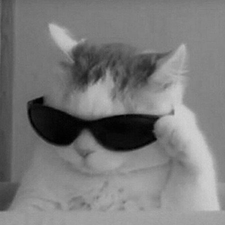  عکس حیوانات زیبا و بامزه