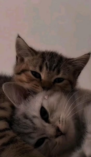  عکس ست دونفره