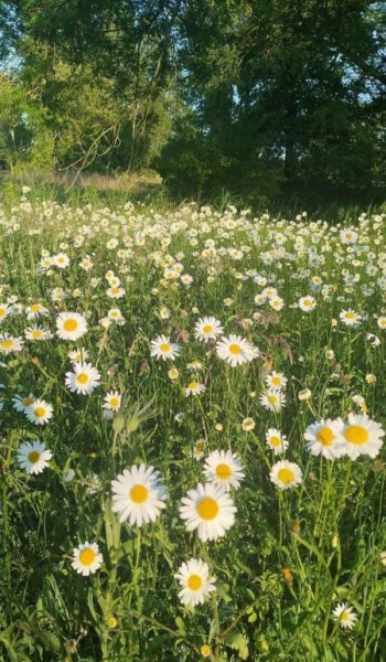  عکس های والپیپر کلاسیک