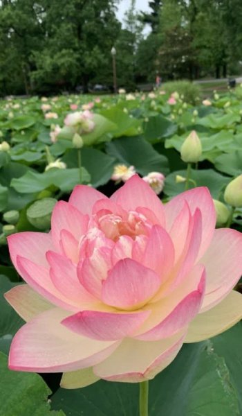  عکس های پس زمینه گل