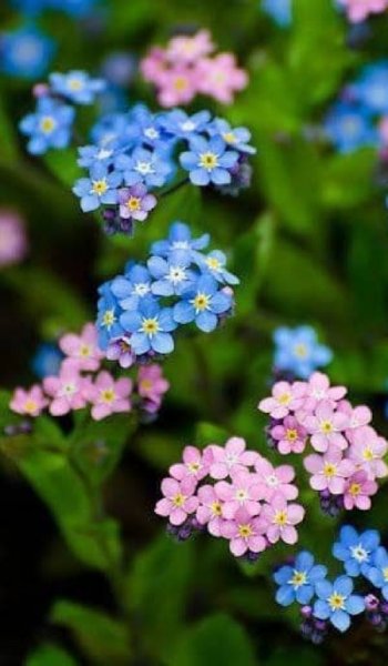  عکس های پس زمینه گل