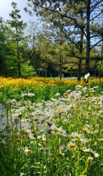  عکس های پس زمینه گل