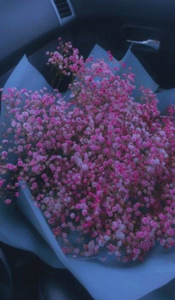  عکس های پس زمینه گل