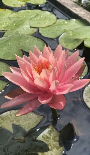  عکس های پس زمینه گل