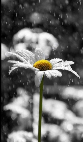  عکس های پس زمینه گل