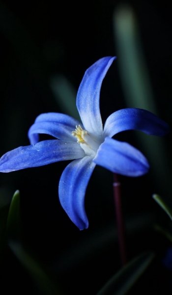  عکس های پس زمینه گل