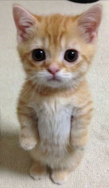  547 عکس های پس زمینه عاشقانه