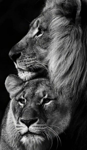  547 عکس های پس زمینه عاشقانه