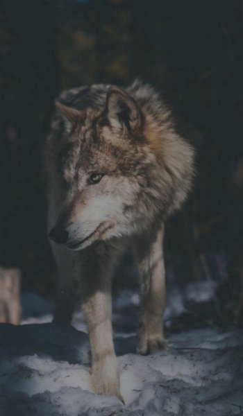  عکس های خفن لاتی