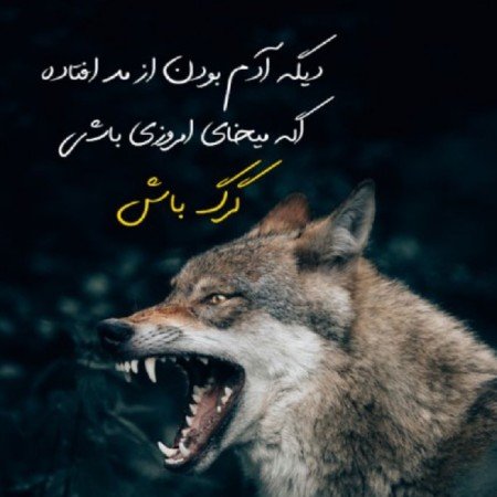 عکس گرگ