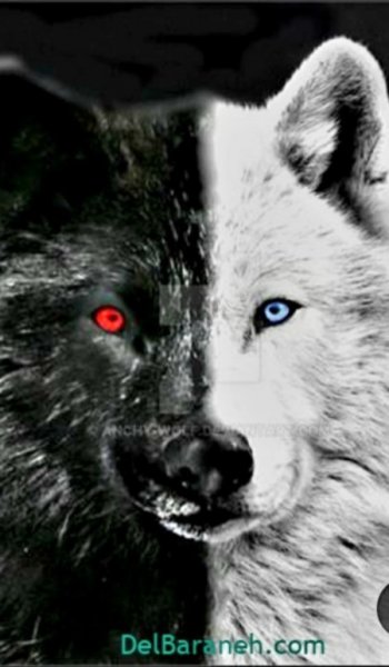  عکس گرگ