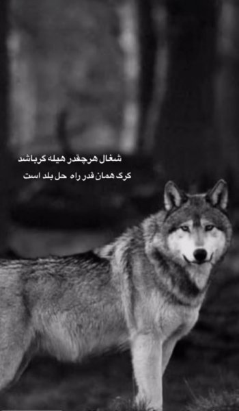  عکس گرگ