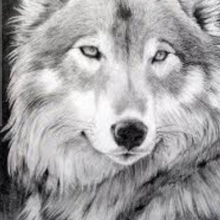  عکس گرگ