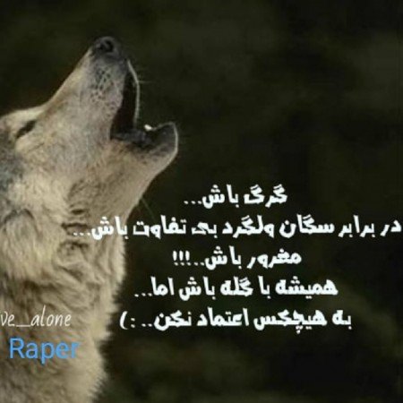  عکس گرگ