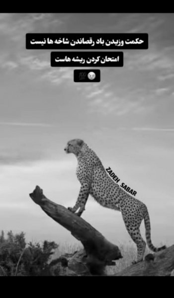  عکس های کوروش