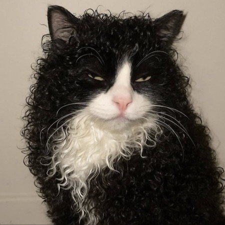  عکس های مو فرفری