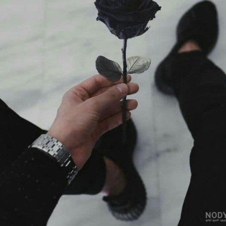 عکس گل رز