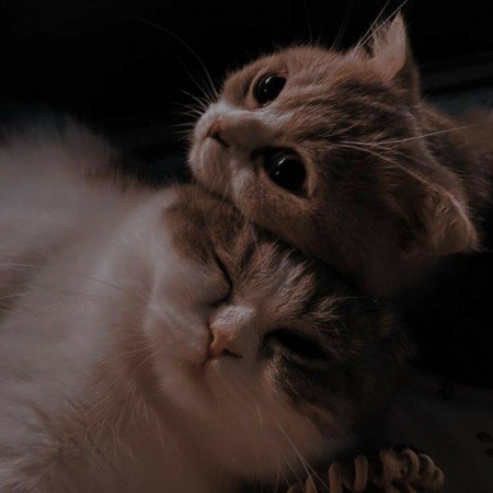  عکس عروسکهای قدیمی