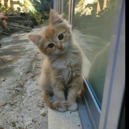  عکس عروسک قدیمی نوستالژی