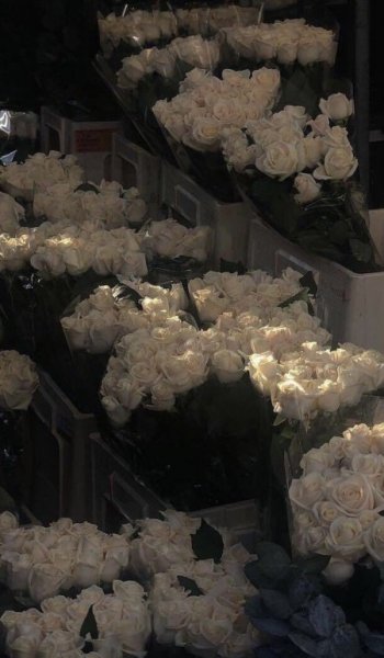  عکس های ترند دارک