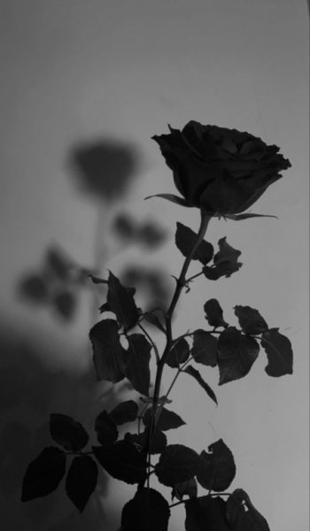  عکس های گل سیاه