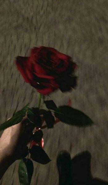  عکس های گل سیاه