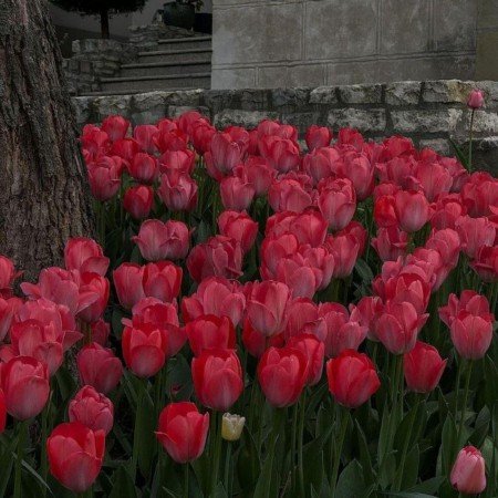  عکس های گل سیاه