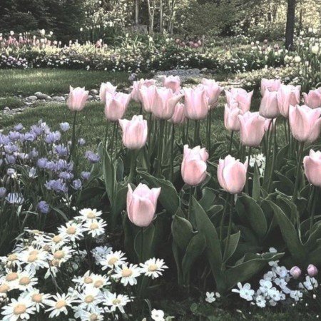 عکس گل لاله