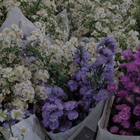  عکس گل لاله