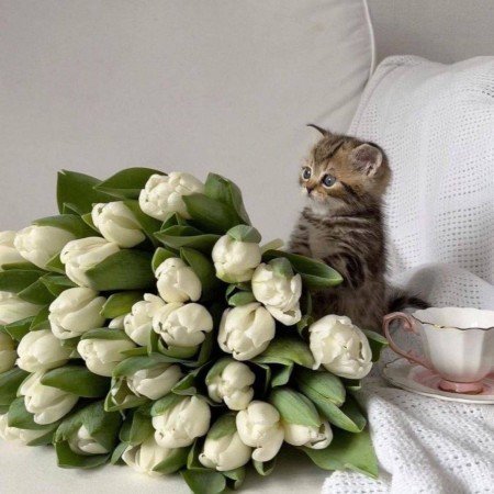  عکس گل لاله