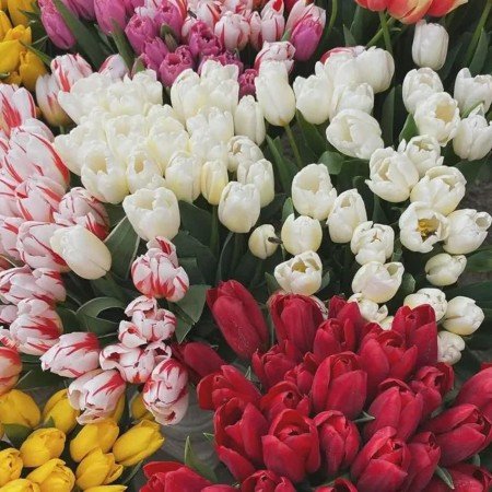  عکس گل لاله