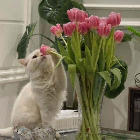  عکس گل لاله