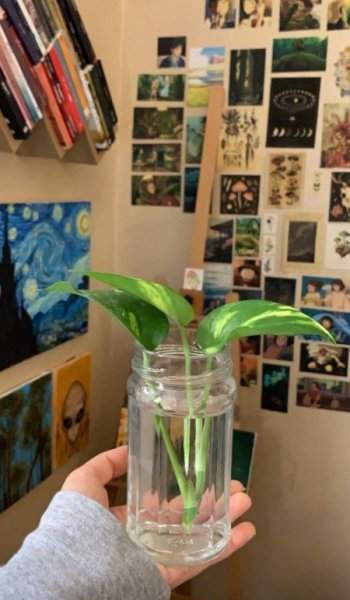  عکس گل لاله