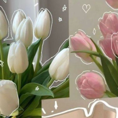  عکس گل لاله