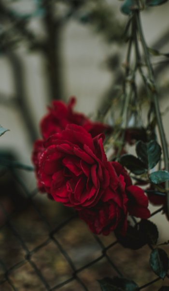  عکس گل لاله