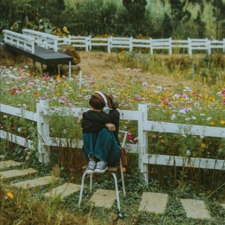  عکس گل لاله