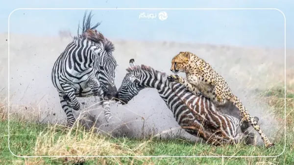  عکس برنده مسابقه