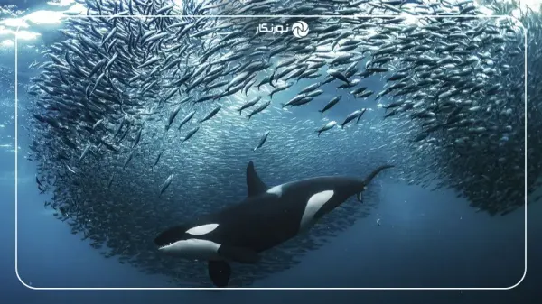  عکس برنده مسابقه