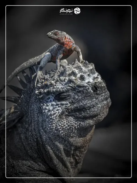  عکس برنده مسابقه