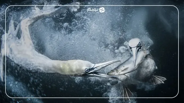  زیباترین عکس های جهان با کیفیت بالا