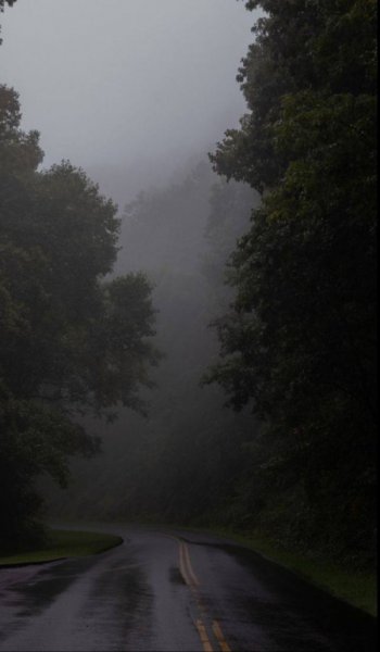  عکس جنگل واقعی