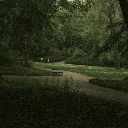  عکس جنگل واقعی