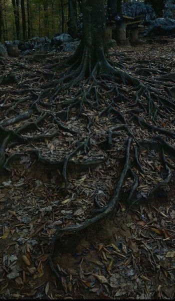  عکس جنگل واقعی