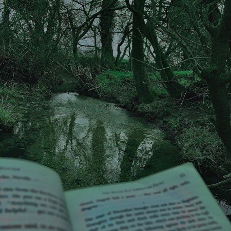  عکس جنگل واقعی