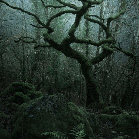  عکس جنگل واقعی