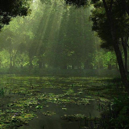  عکس جنگل واقعی