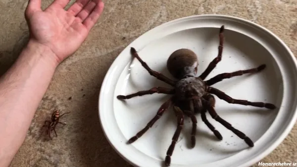  عکس جنگل ترسناک واقعی