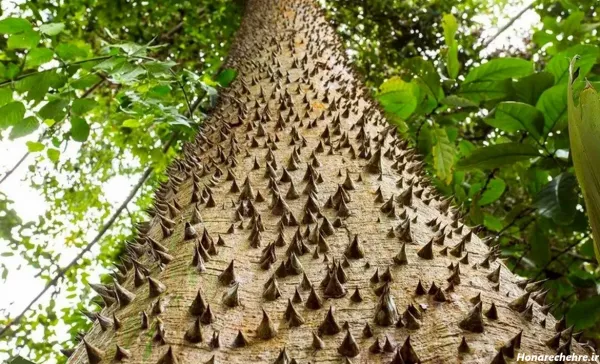  عکس جنگل ترسناک واقعی